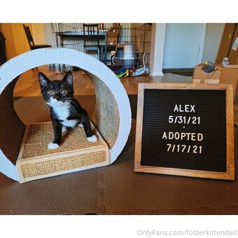 fosterkittendad