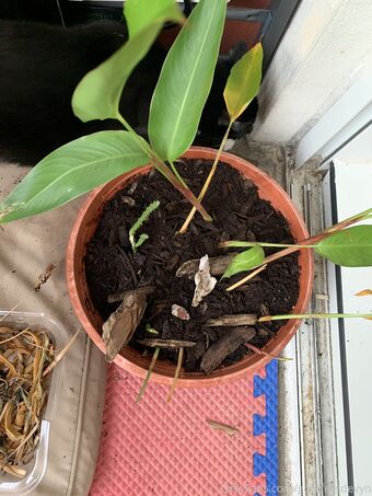 goddessdevyn